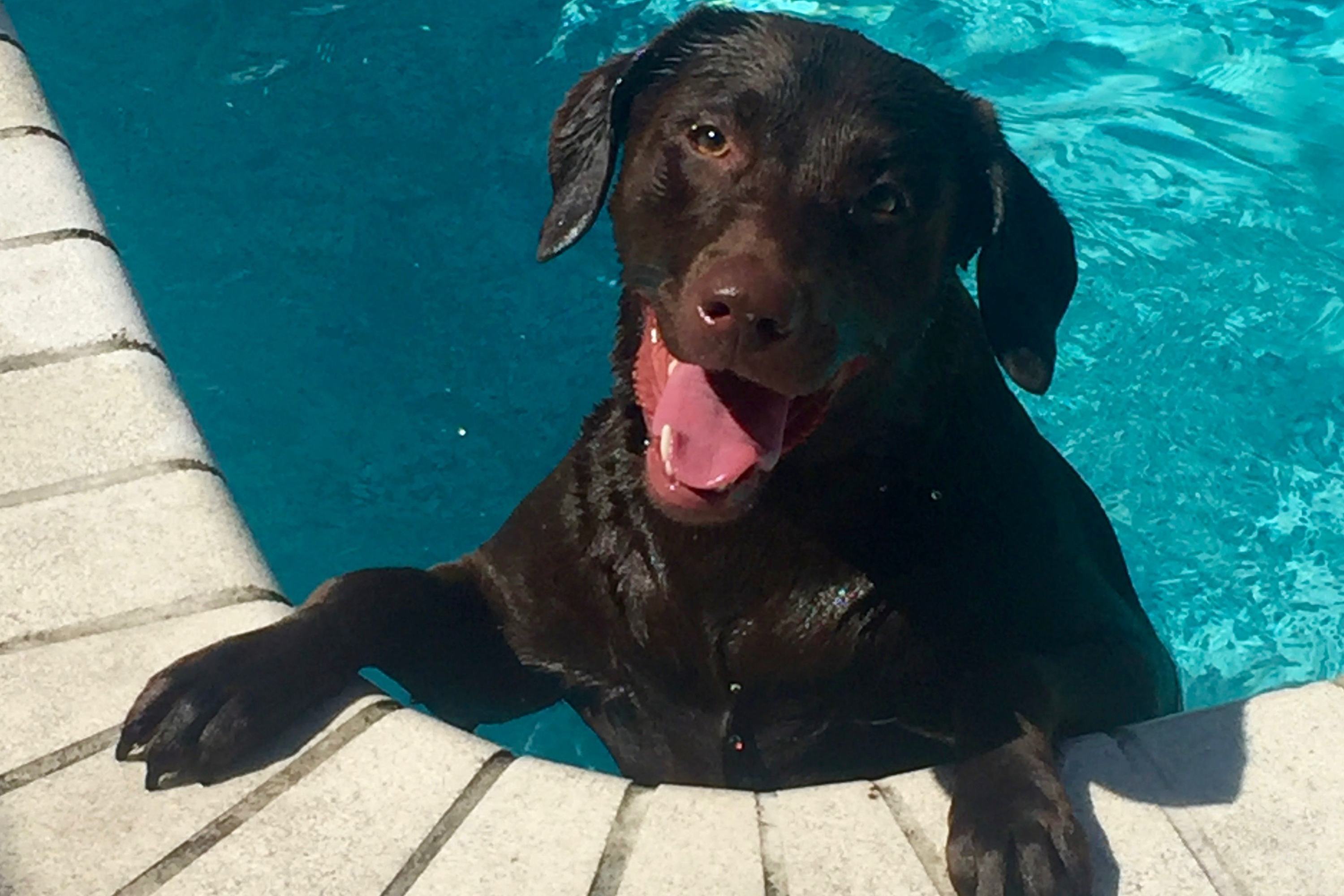 Hysterics Over Labradors’ Reaction to Pool Time: ‘Synchronized’