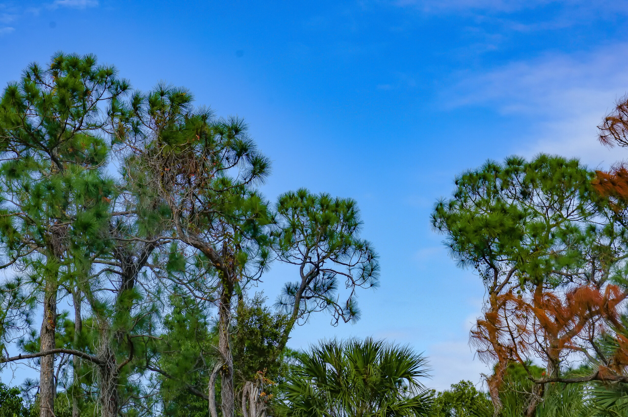Florida’s Golf Courses on State Park Plans Change