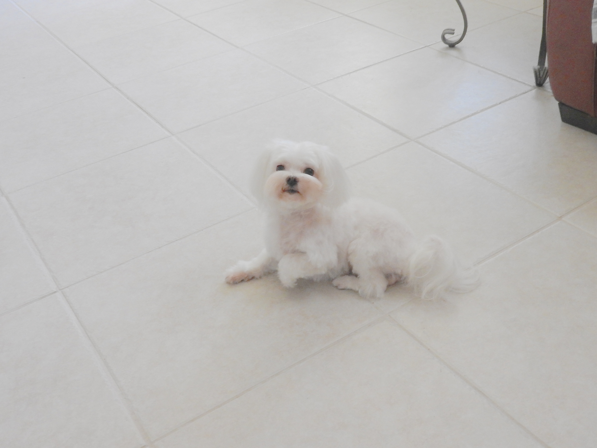 Woman Attempts To Go to the Bathroom Alone, Her Dog Has Other Ideas