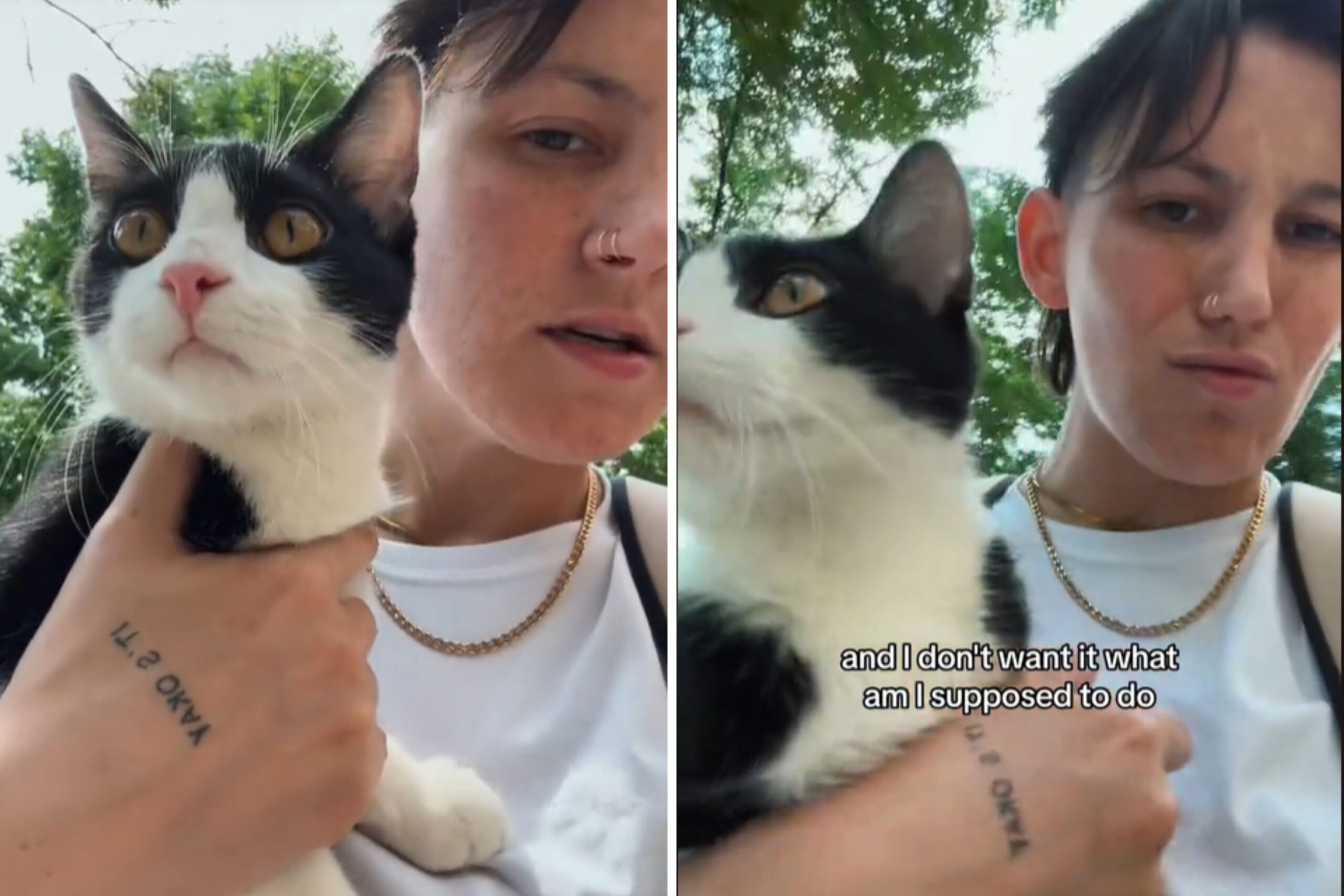 Stranger Shoves Cat onto Person Waiting for Chicago Train and Leaves: ‘Help’