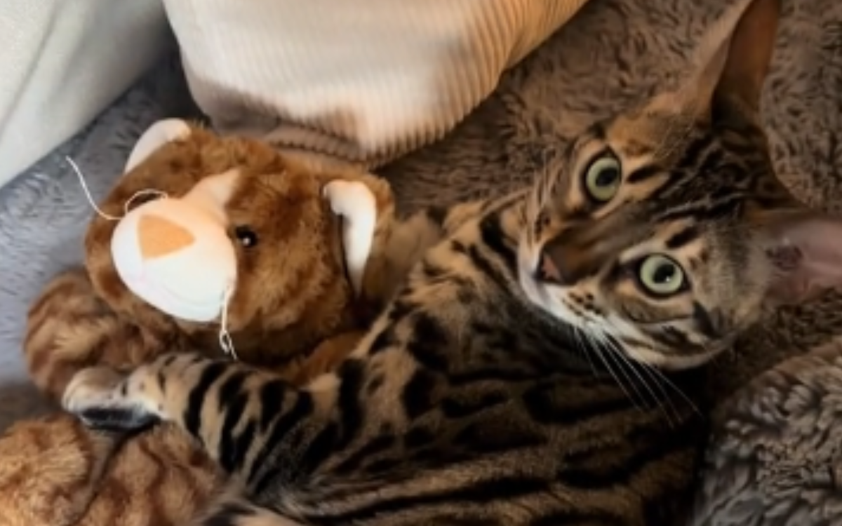 Cat Adopts Hand Puppet as Her Very Own Pet: ‘She Loves Carrying It Around’