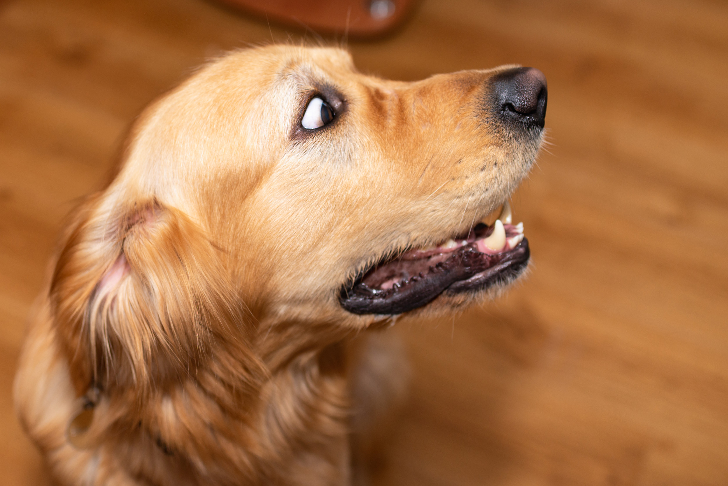List of Everything That ‘Scares’ Golden Retriever Has Internet in Stitches
