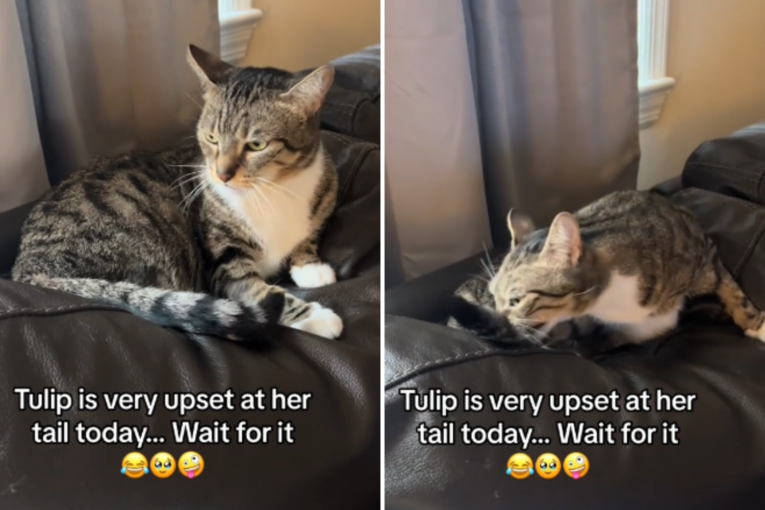 Cat Has Hilarious Irritated Reaction To Her Own Tail: ‘Frustration’