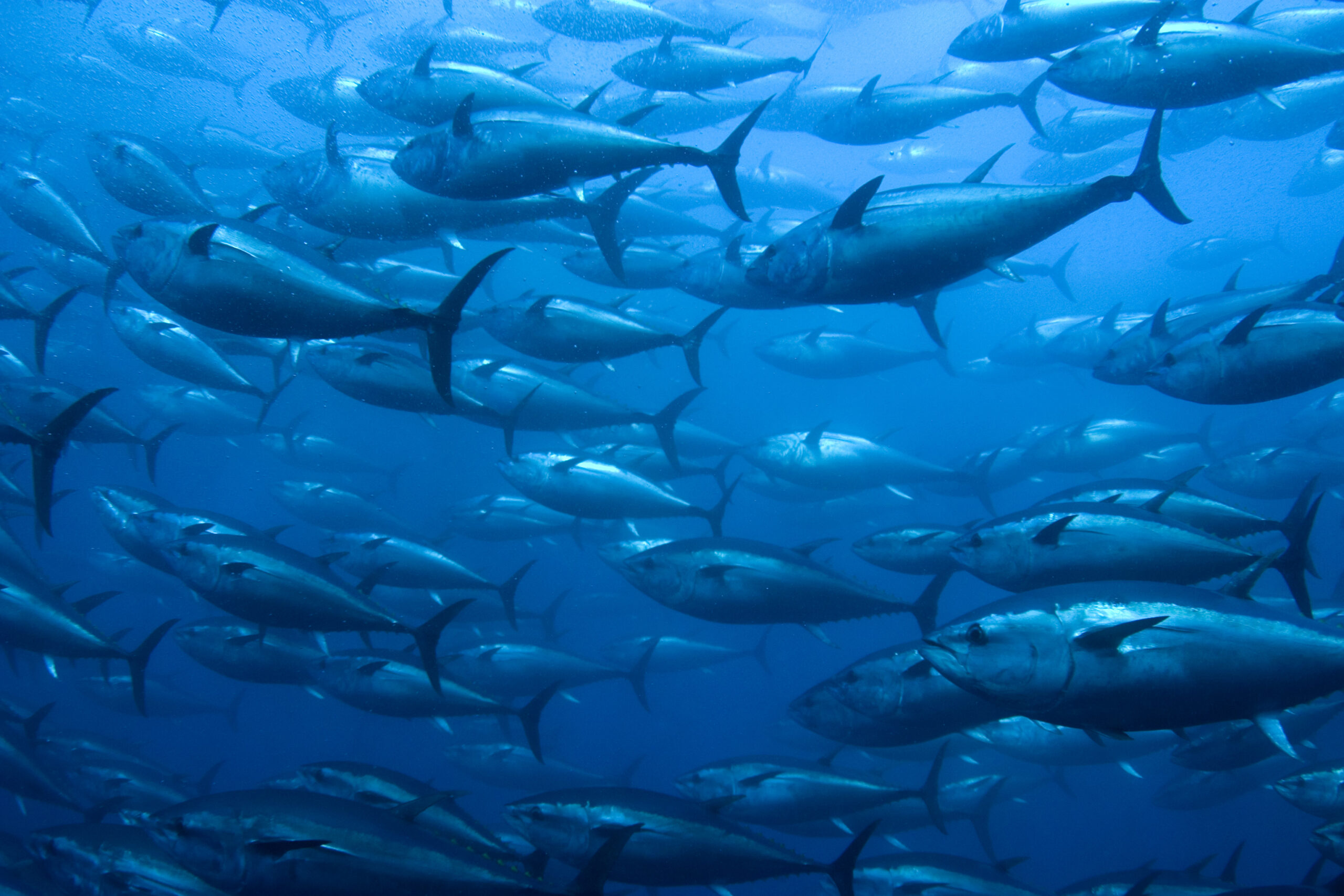 Fish: Extinction Risk Looms Over Five Times More Species Than Thought