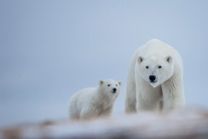 Destination Canada launches Canada’s Business Events’ Sustainability Storybook