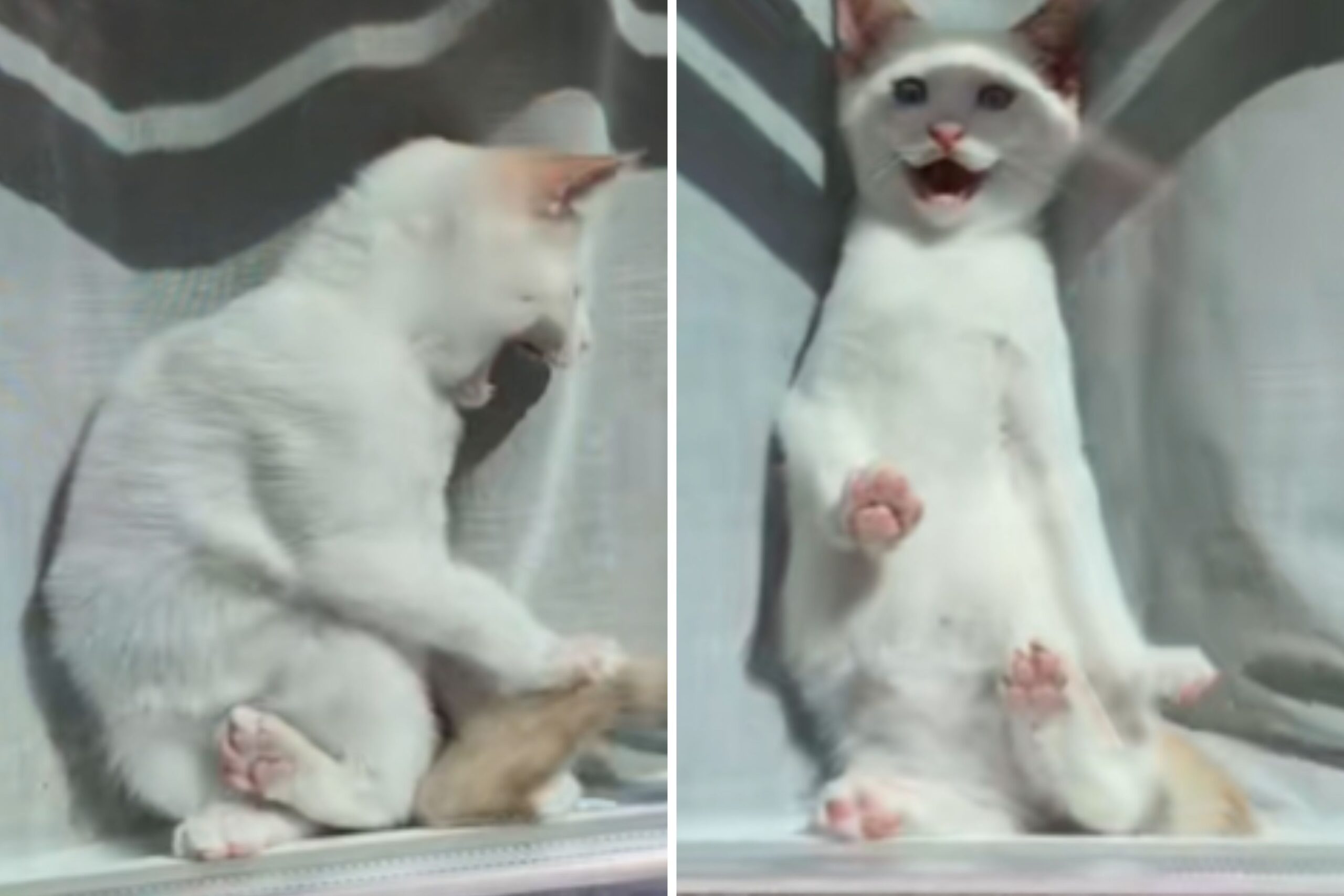 Woman Sightseeing on Vacation Gets Distracted by Kittens ‘Causing Chaos’