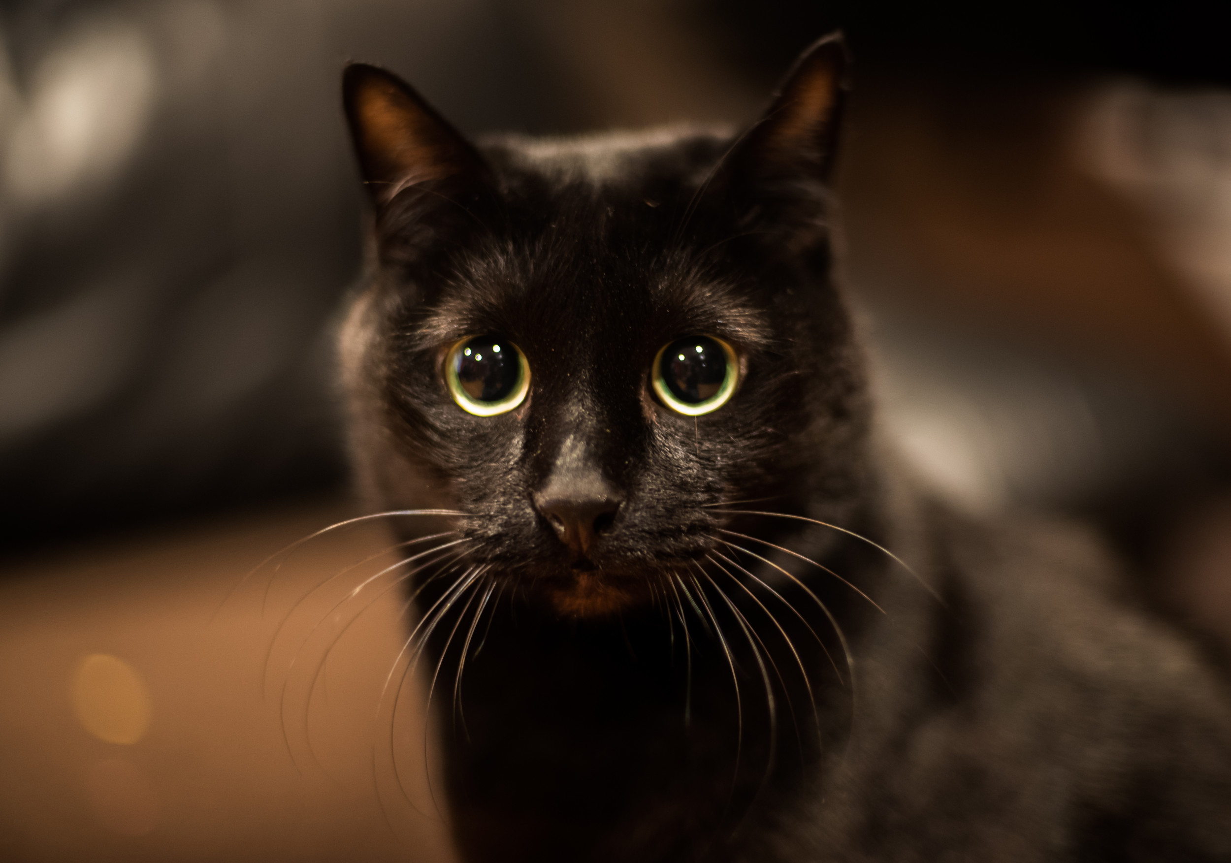Owner ‘Frantically’ Looks for Her Cat, Not Prepared for Where She Finds Him
