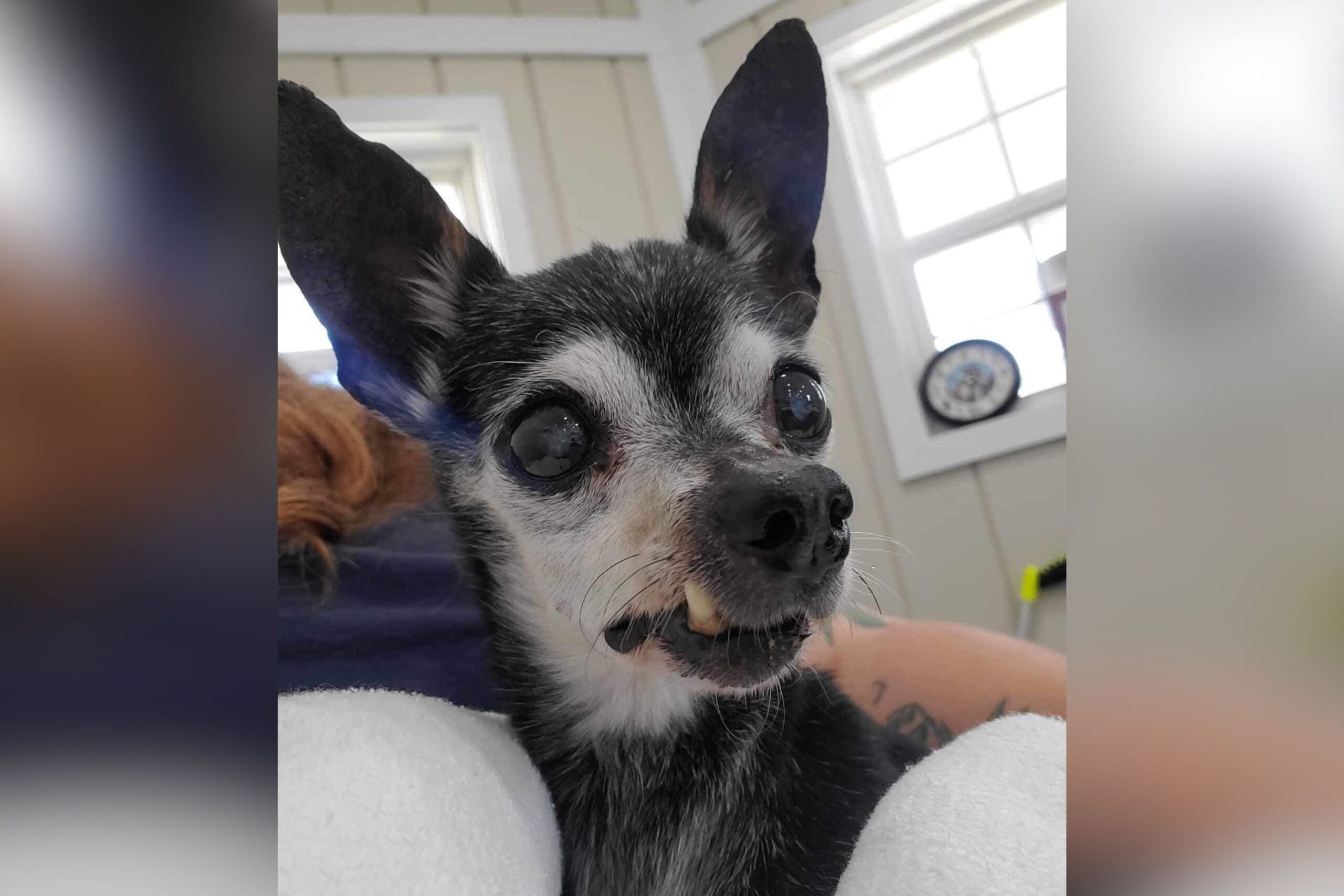 Owners ‘Tired of Waiting for Him to Die’ Dump 16-Year-Old Dog at Shelter