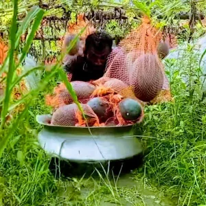 Nazrul earned lakhs of taka in three months in watermelon farming