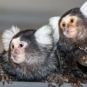 Like humans, these animals also have their own names, claim researchers