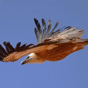 Endangered griffon vulture breeding ground found in Saudi Prince Mohammed Sanctuary