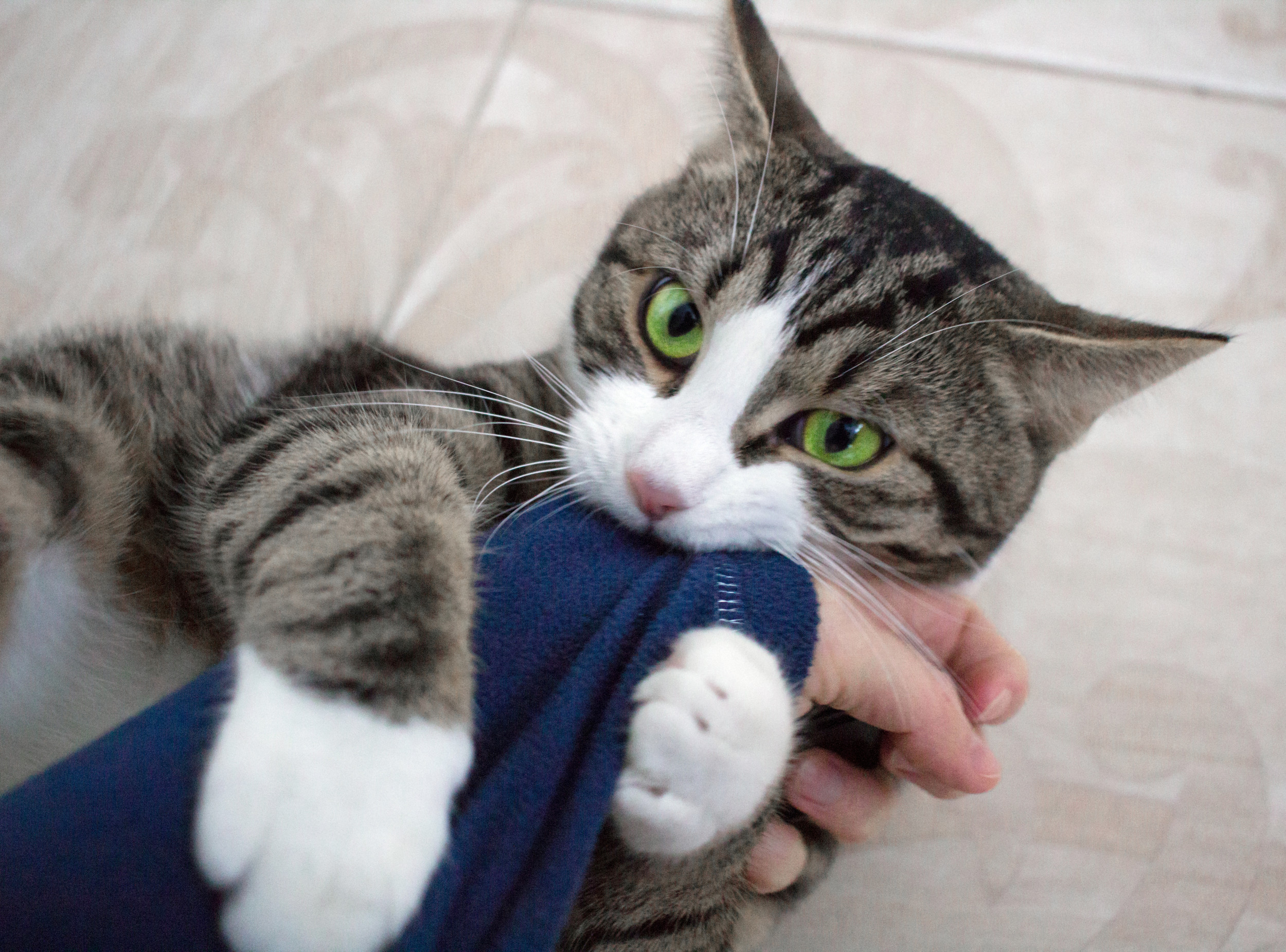 Cat Ends Up in Awkward Position as His Greed ‘Taken to New Levels’
