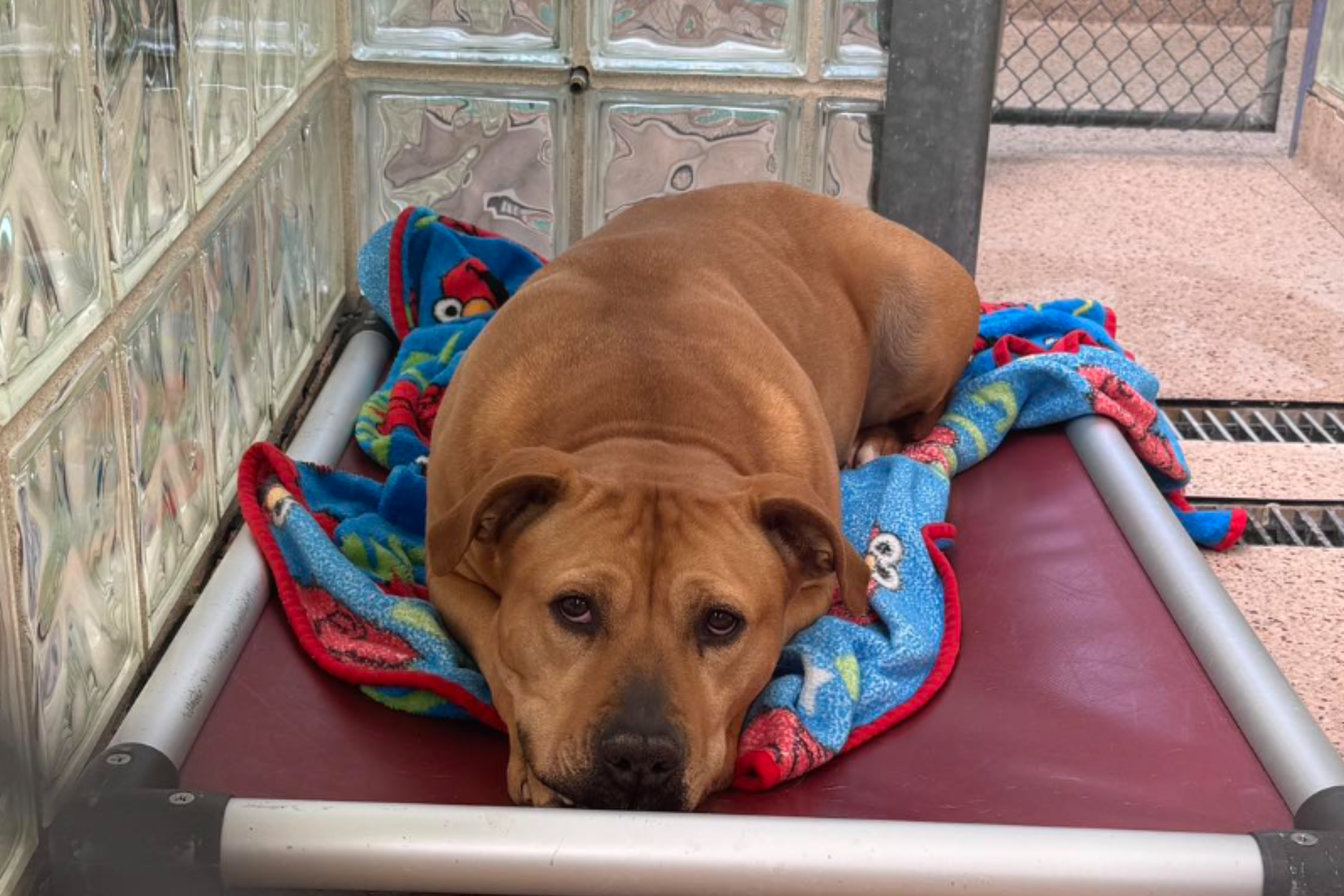 Dog Rescued From ‘Life of Cruelty’ Still Waits for Home 1,165 Days Later