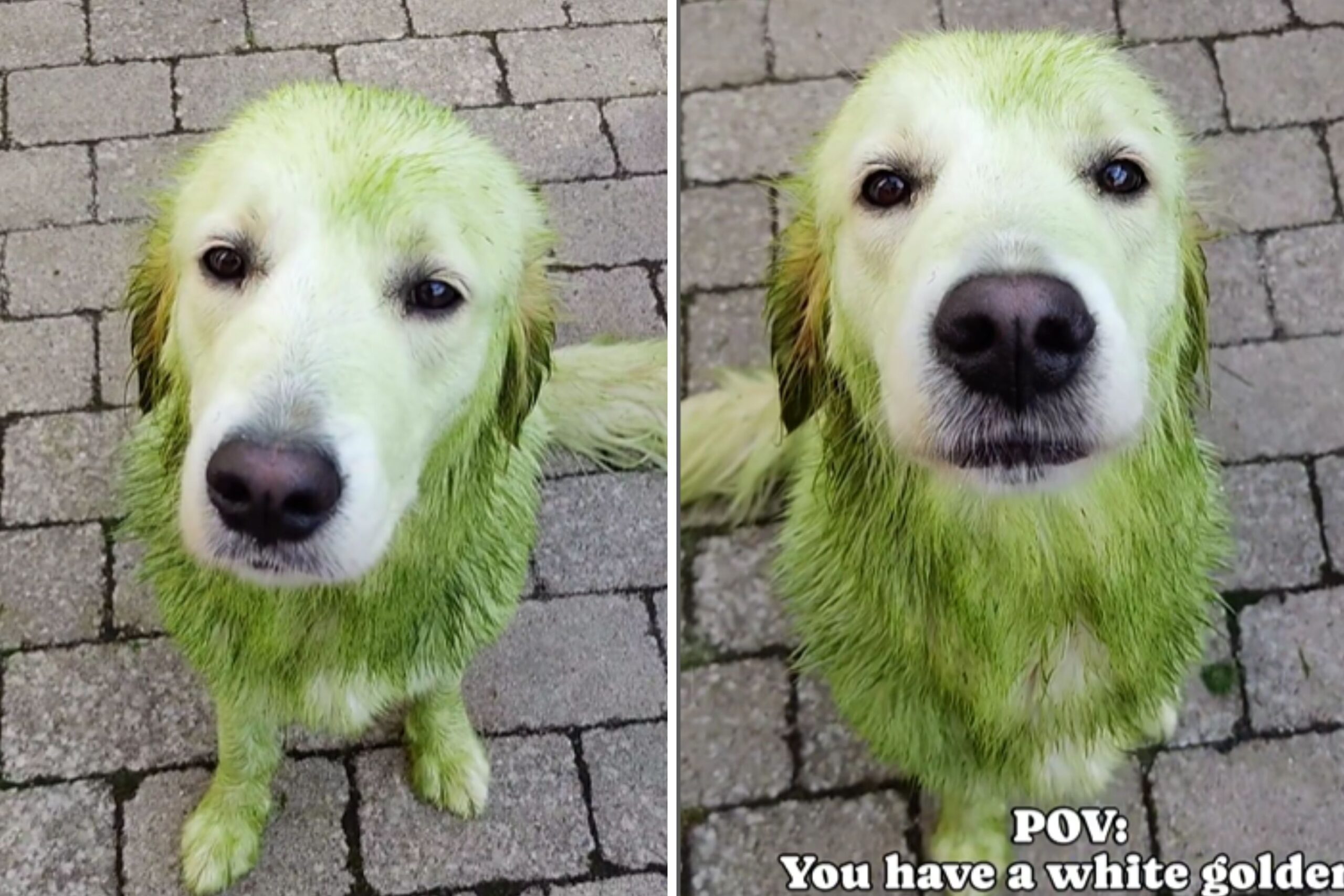 What Happens When Cream Golden Retriever Decides to Roll in Grass: ‘Grinch’