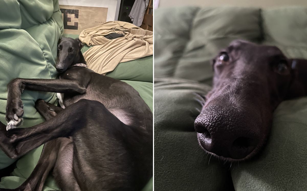 Rescue Dog Who Slept on Concrete and ‘Flinch’ at Humans Transformed by Love