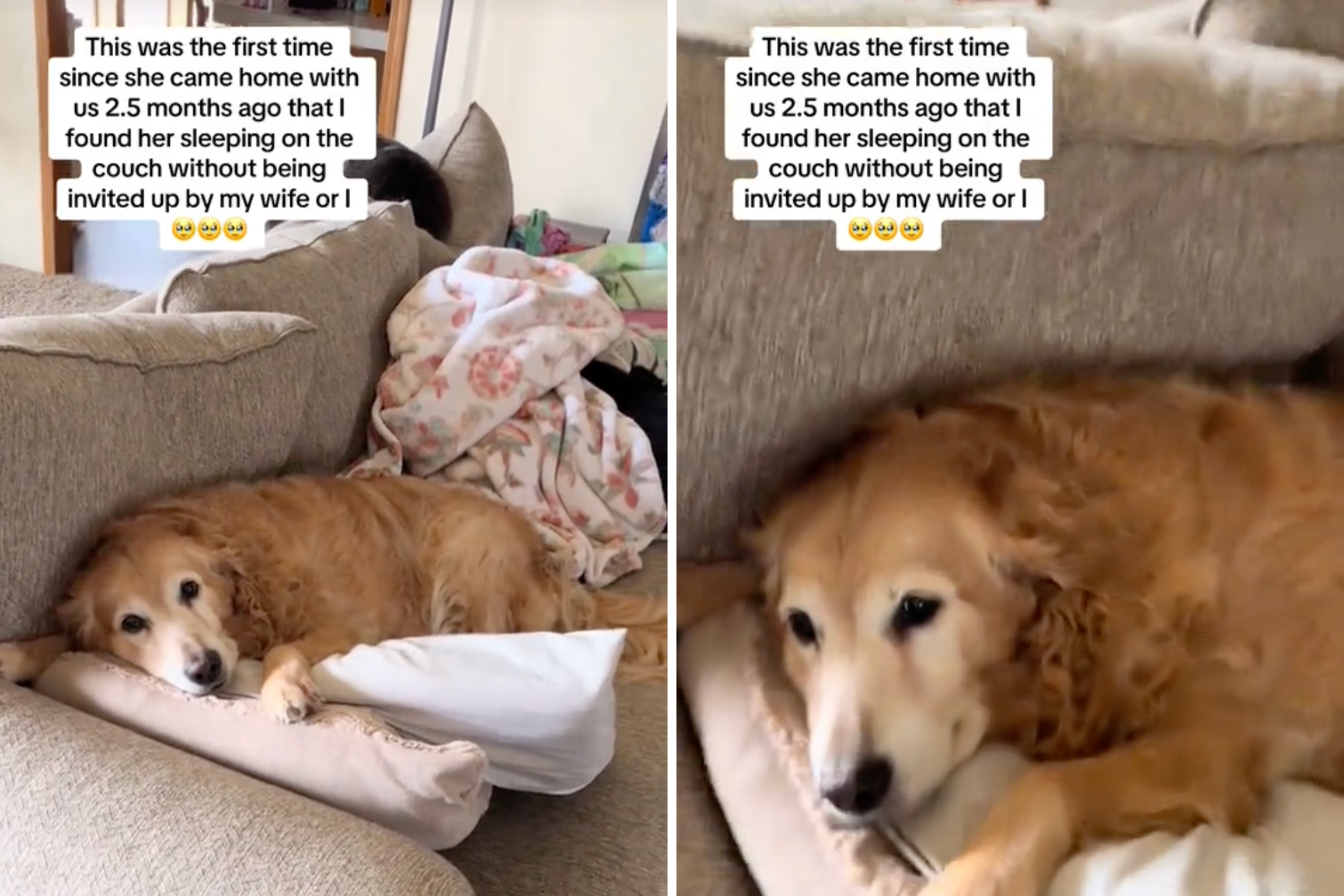 Senior Rescue Dog Finally Musters Courage To Sleep on Couch Alone