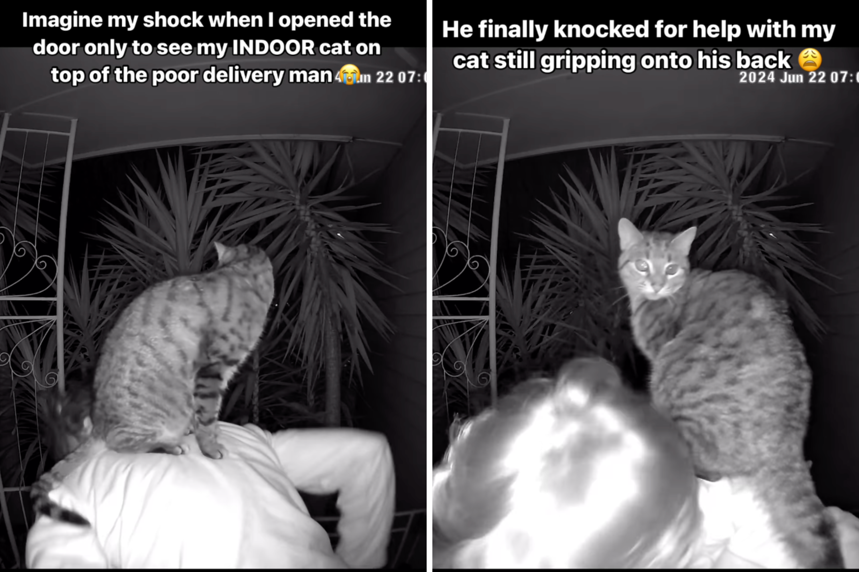 Cat Owner Opens Door to Food Delivery Driver, in ‘Shock’ Over What She Sees