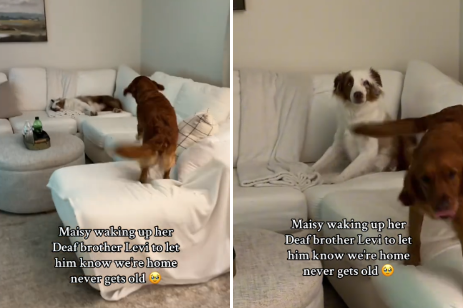 How Dog Wakes Up Deaf Brother to Say ‘We’re Home’ Has Internet Sobbing