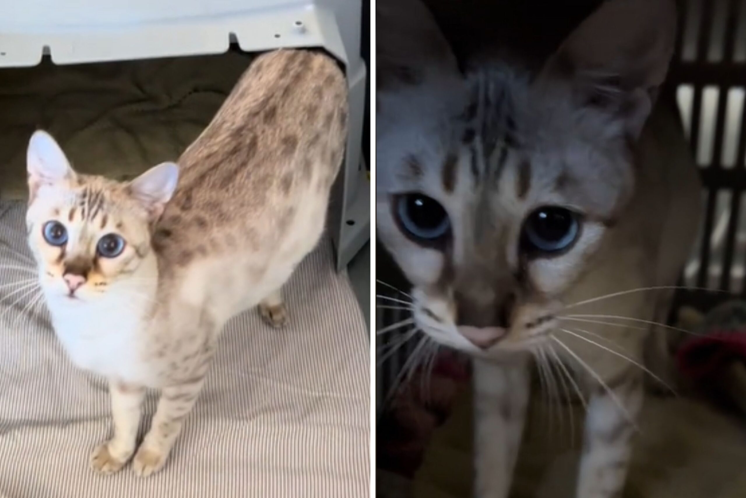 Watch Touching Moment Pregnant Cat ‘Asks for Help’ Delivering Her Babies
