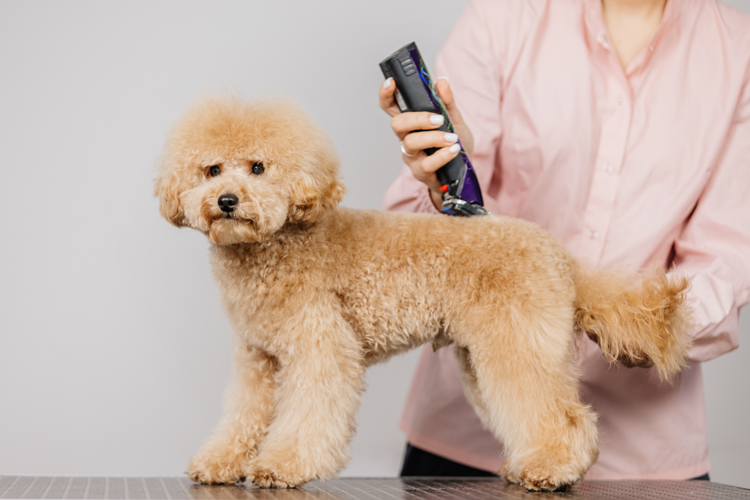 Dog Taken to Groomer So ‘He Can See Better,’ Internet Shocked by Result