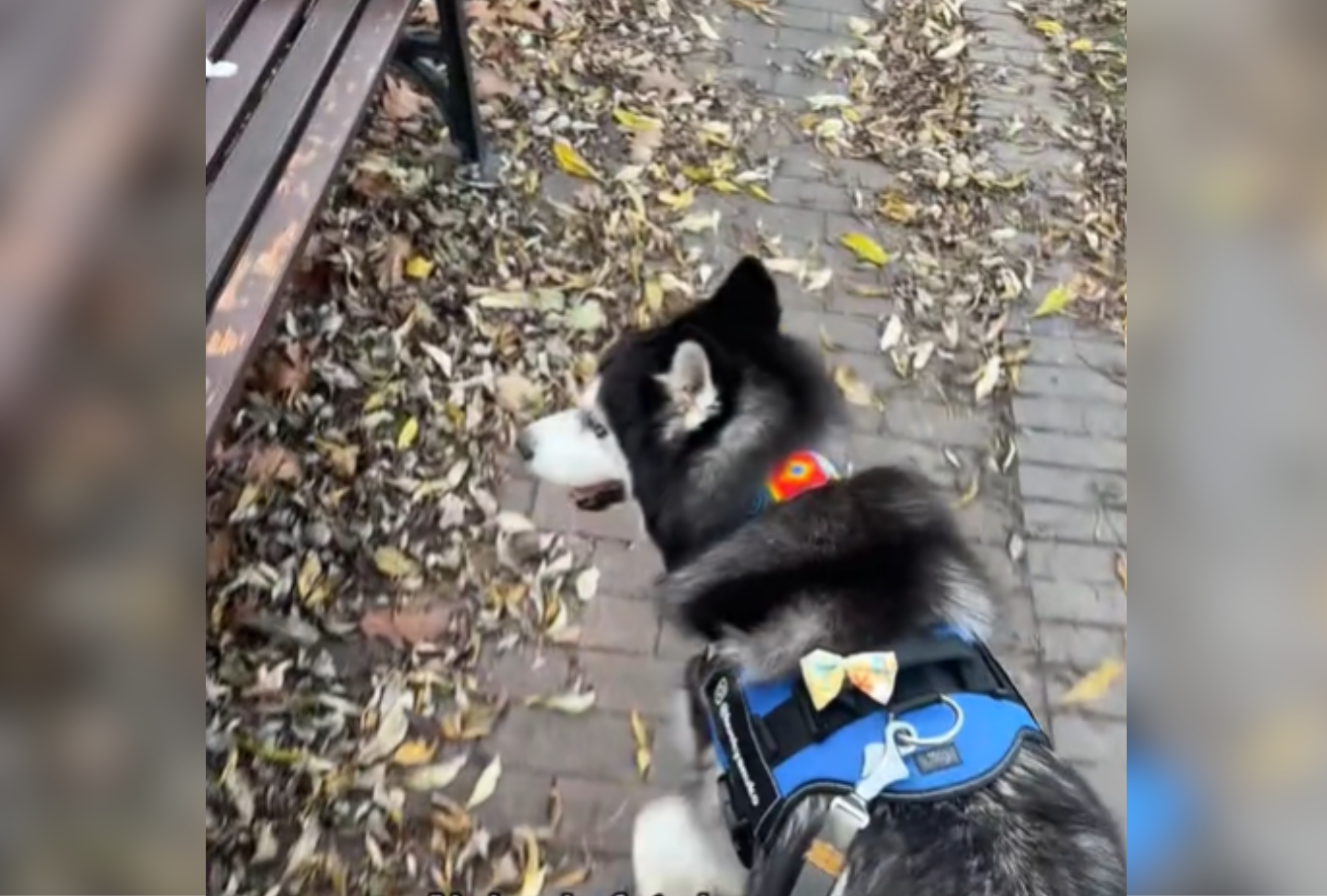 Woman Takes Dog for a Walk, Feels as if He Constantly Fat-Shames Her
