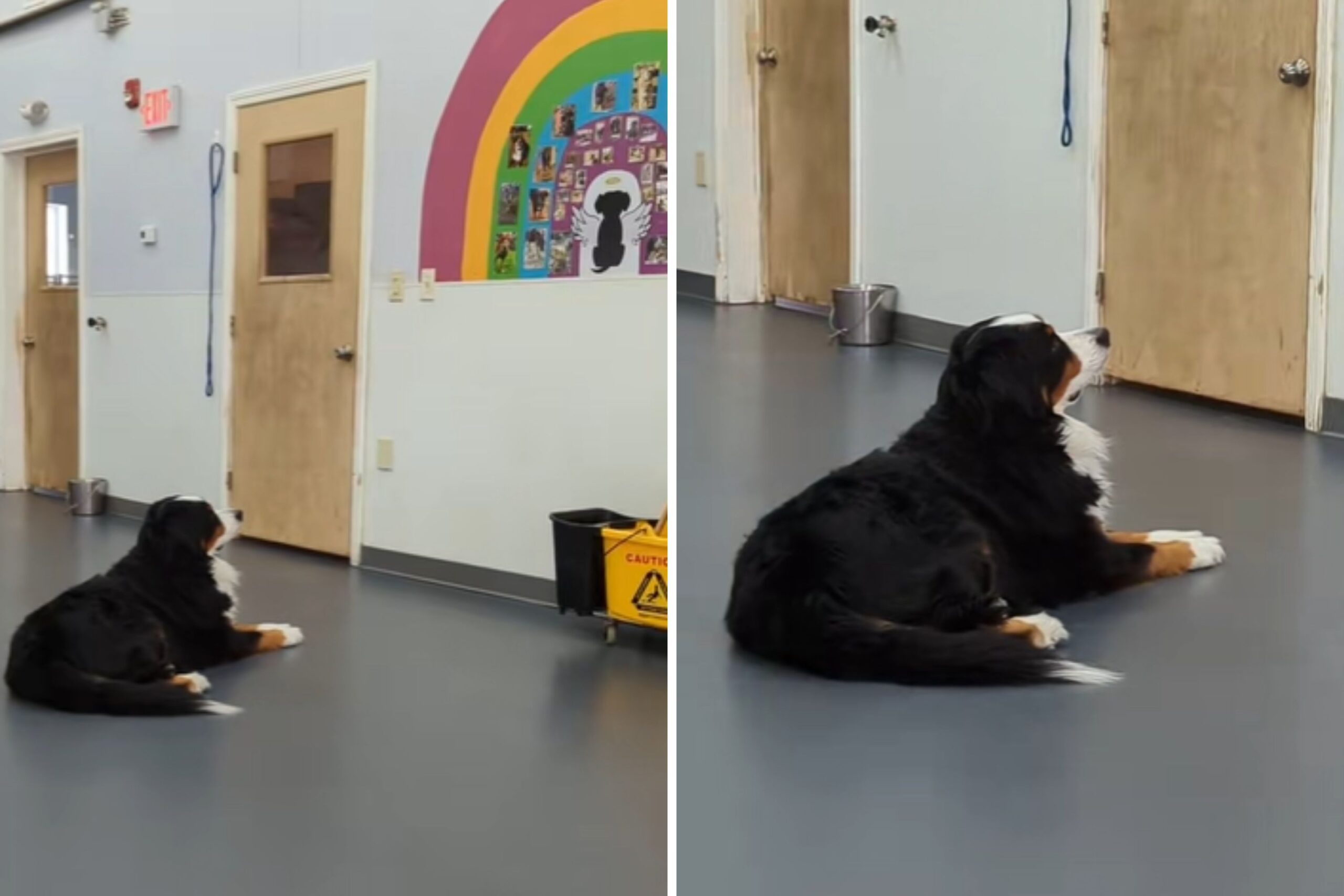 Video of What Pup Does at Doggy Daycare Has Internet ‘Sobbing’