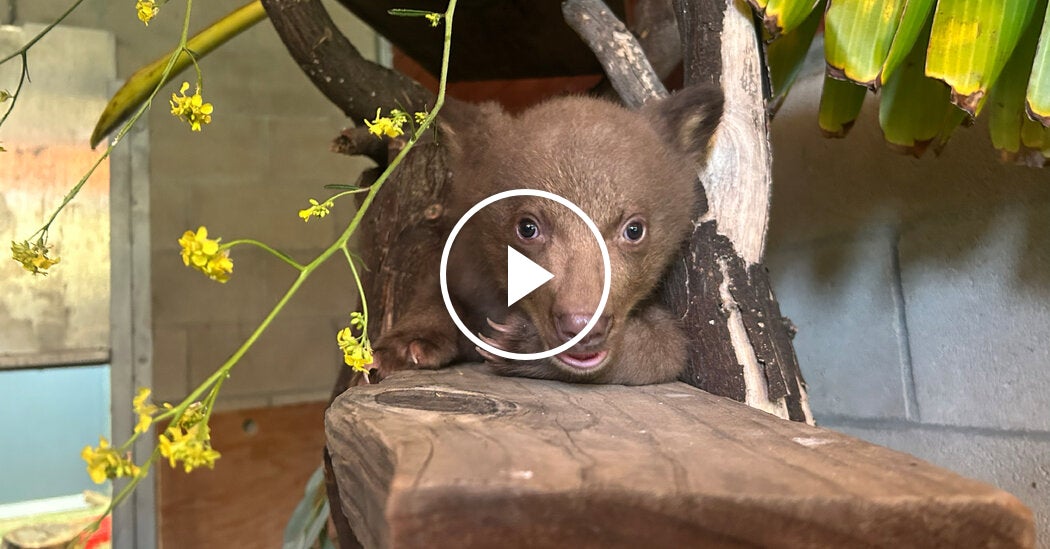 A California Wildlife Center’s Attempt to Keep ‘Baby Bear’ Wild