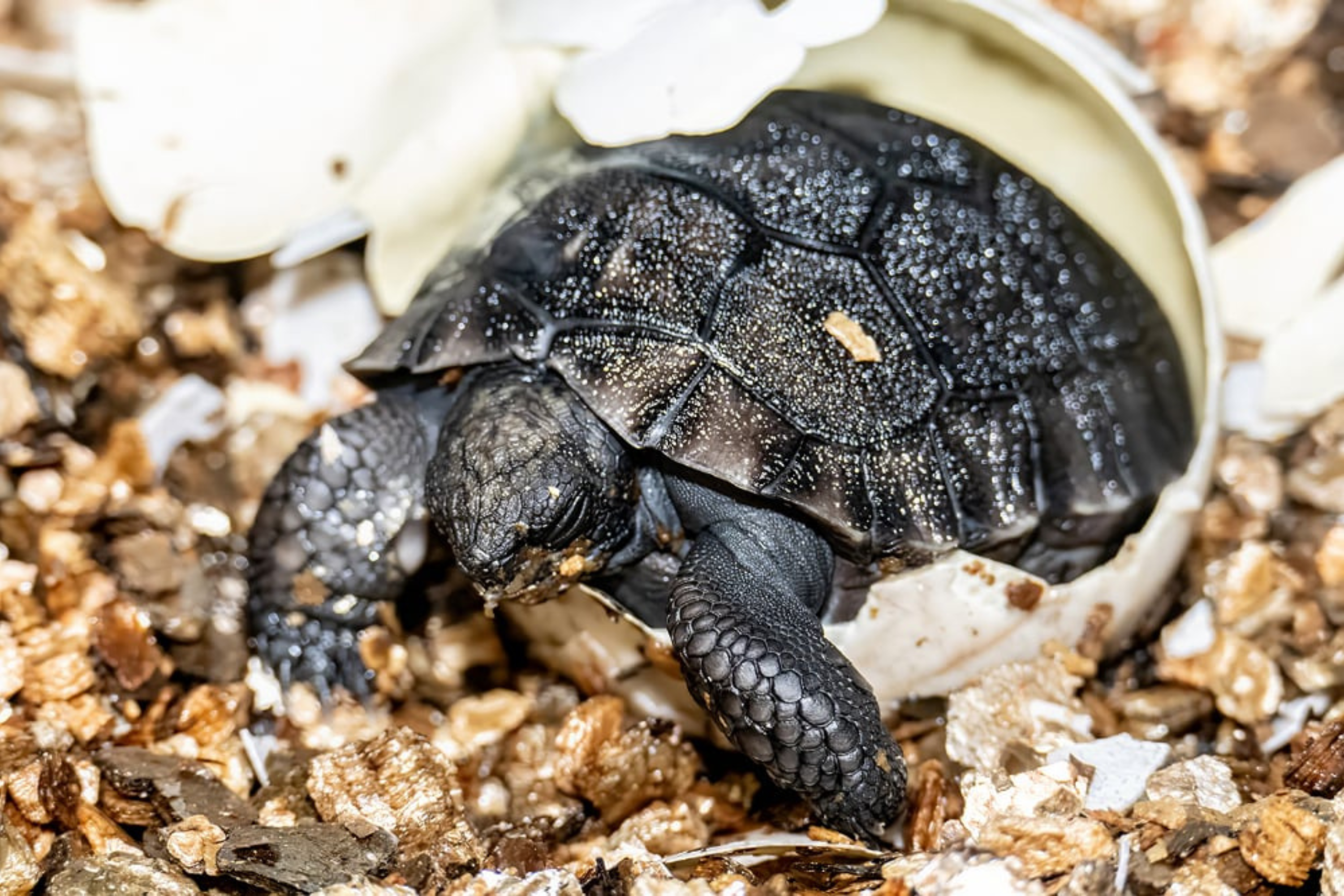 135-Year-Old Tortoise Celebrates First Father’s Day