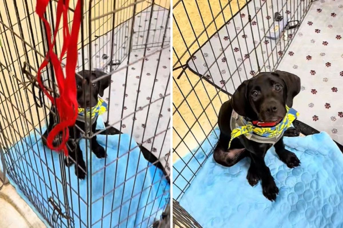 Tears as Shelter Black Lab Mix Puppy Ignored While Siblings All Find Homes