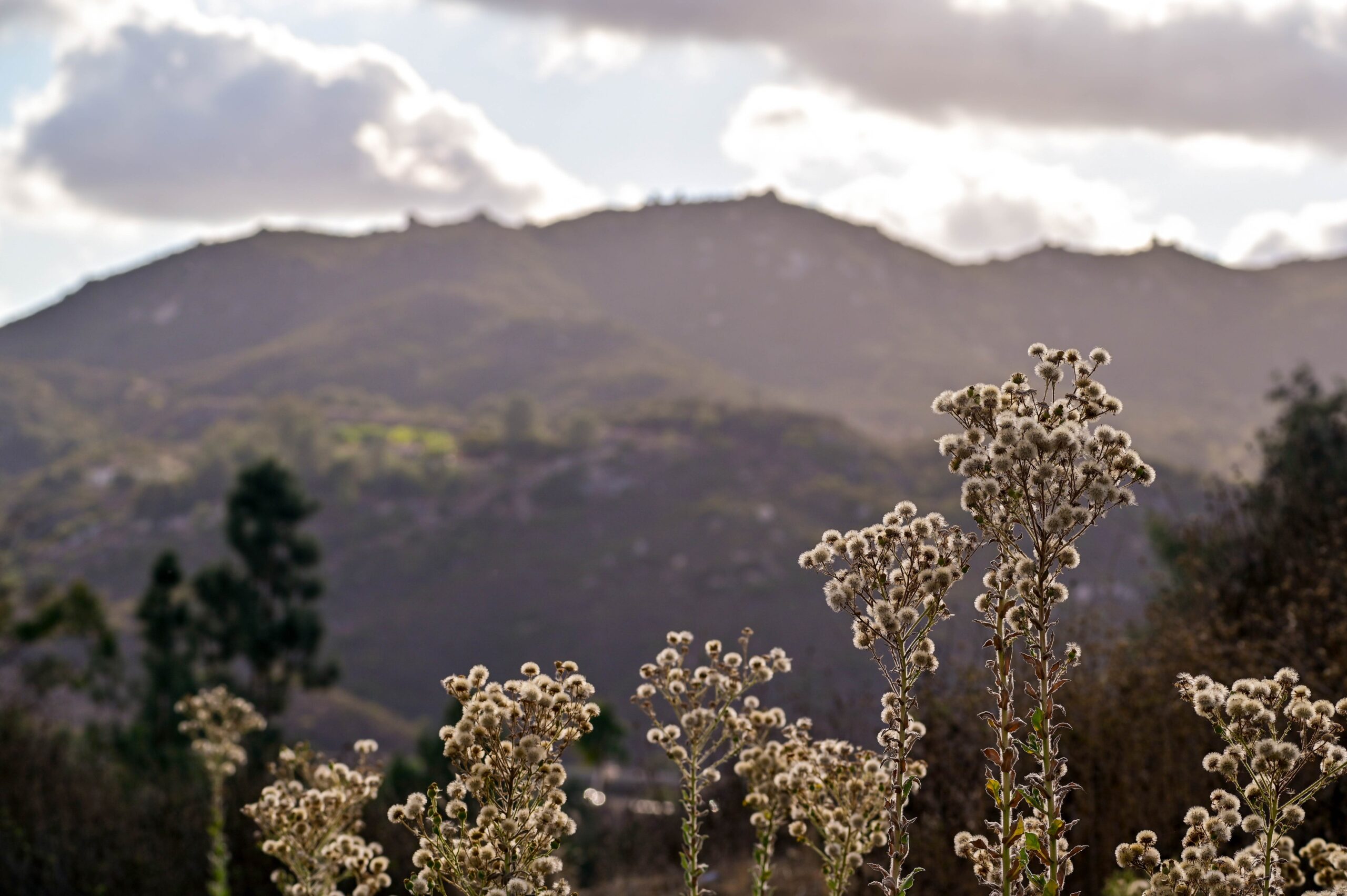 Rebuild, Restore, Remain: Philanthropy’s Role in Ensuring Equitable Recovery after L.A.’s Fires