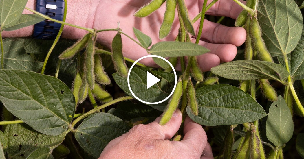 Trump Offers Farmers $12 Billion Bailout From Trade War