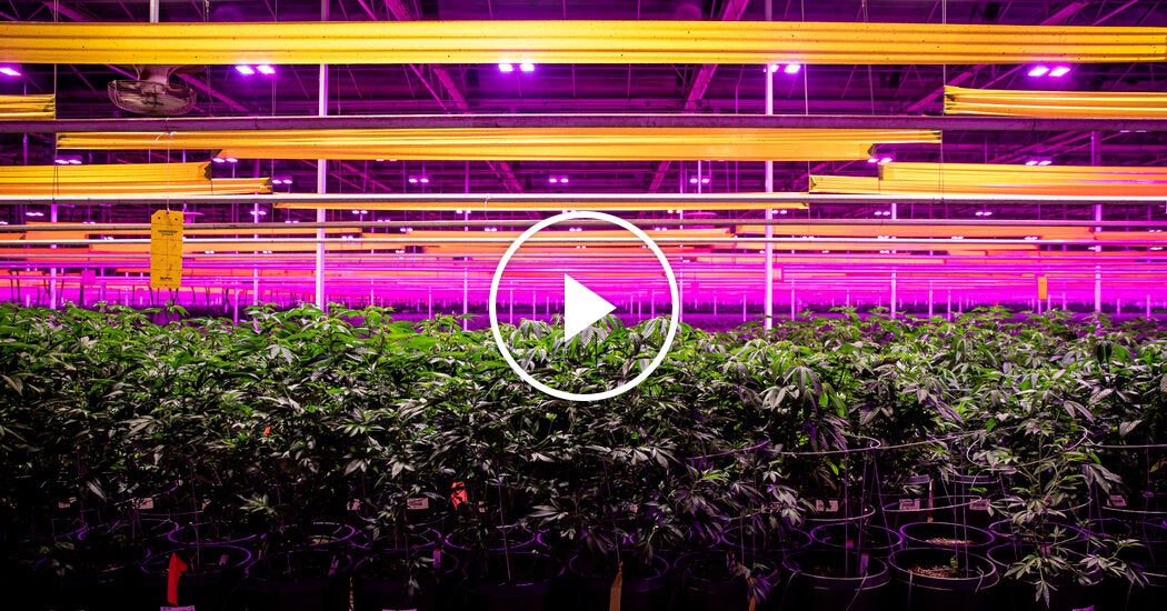 President Trump Reclassifies Marijuana With Executive Order